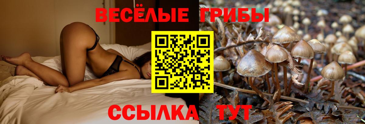 Галлюциногенные грибы Psilocybe Тулун