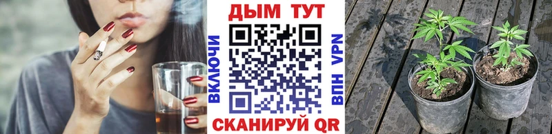 где купить   Тулун  Шишки марихуана SATIVA & INDICA 